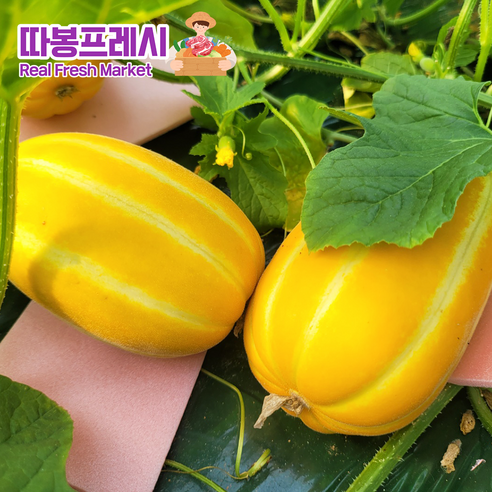 따봉프레시 백화점마트용 3차선별 고당도 가정용 성주 꿀참외, 2kg(로얄과), 1개